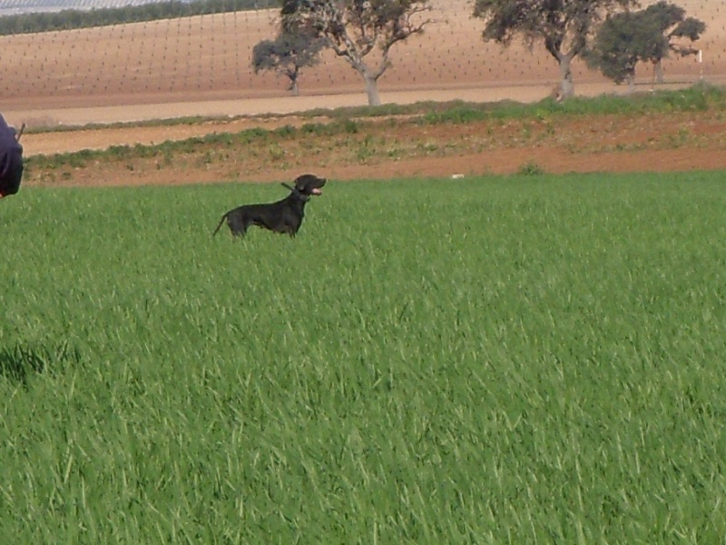 CH. Talie De cayomil - 4eme exellent