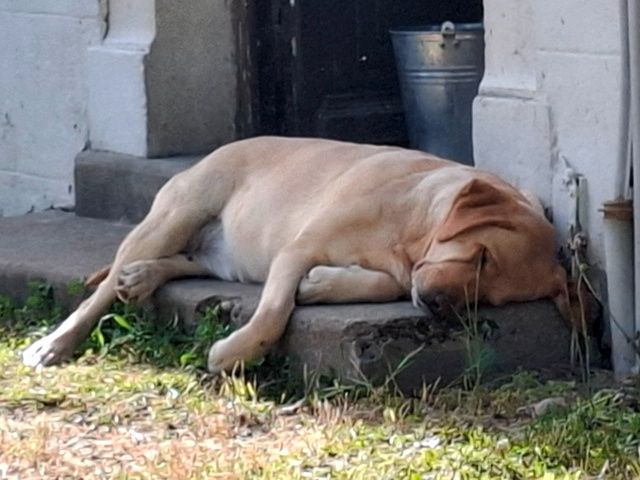 That's maya de La légende de la loutre