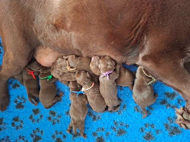 Labrador Retriever - La légende de la loutre