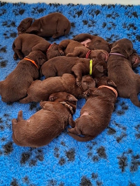 Labrador Retriever - La légende de la loutre