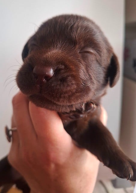 Chiot mâle marron - Labrador Retriever