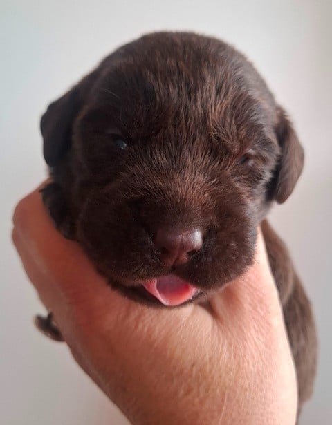 Chiot mâle marron - Labrador Retriever