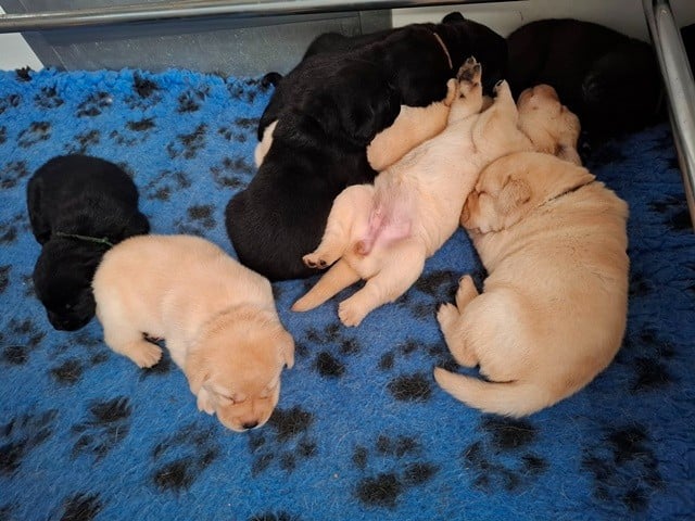 Labrador Retriever - La légende de la loutre