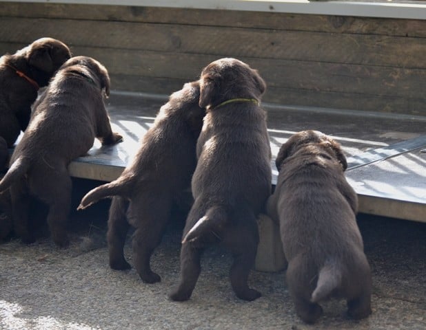 Labrador Retriever - La légende de la loutre