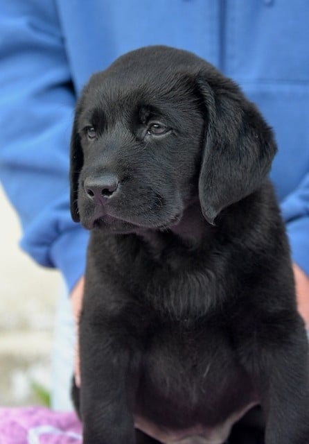 Labrador Retriever - La légende de la loutre