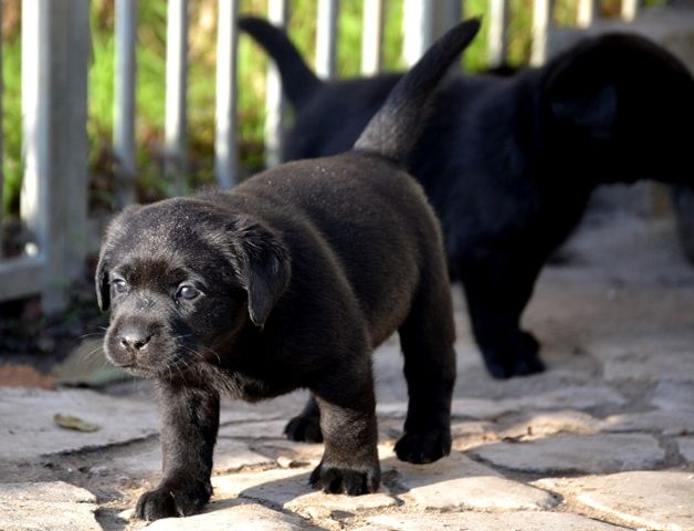 O.... de La Légende de La Loutre - Labrador Retriever