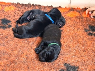 Les chiots de Labrador Retriever