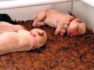 Les chiots de Labrador Retriever