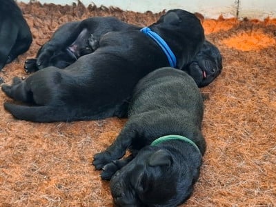 Les chiots de Labrador Retriever
