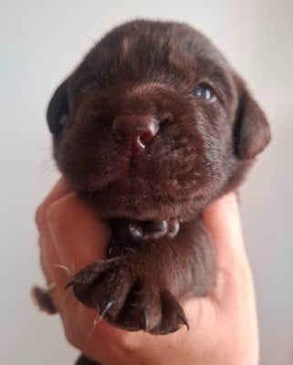 Les chiots de Labrador Retriever