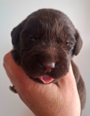 Les chiots de Labrador Retriever