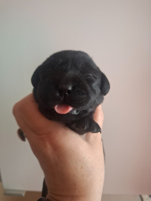 Les chiots de Labrador Retriever