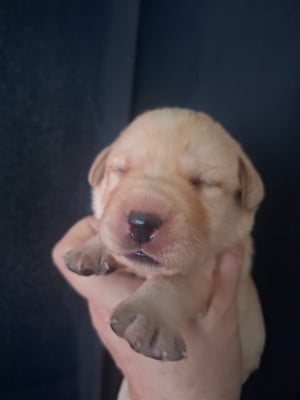 Les chiots de Labrador Retriever