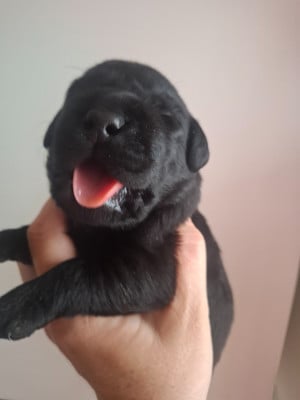 Les chiots de Labrador Retriever