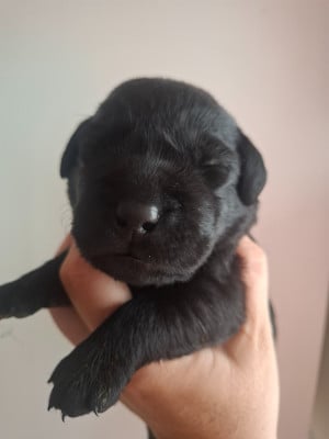 Les chiots de Labrador Retriever