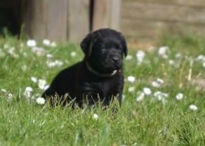 Les chiots de Labrador Retriever