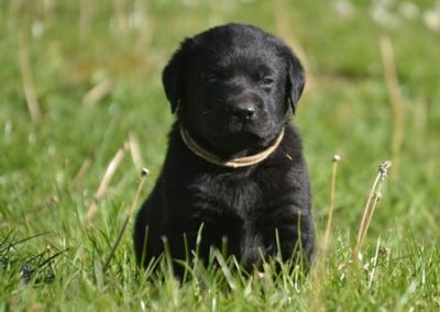 Les chiots de Labrador Retriever
