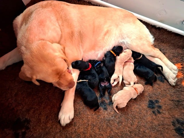 Labrador Retriever - La légende de la loutre
