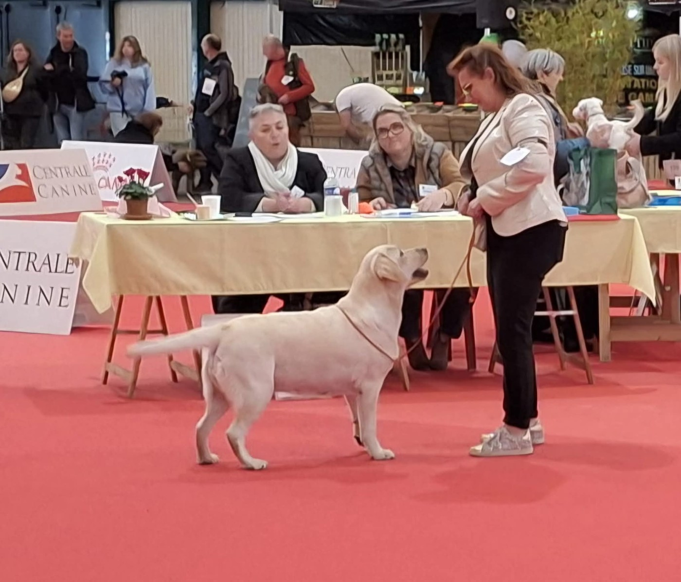 CH. Snowbell de La légende de la loutre - 1ère Excellent classe Champion Femelle - CACIB - BOB