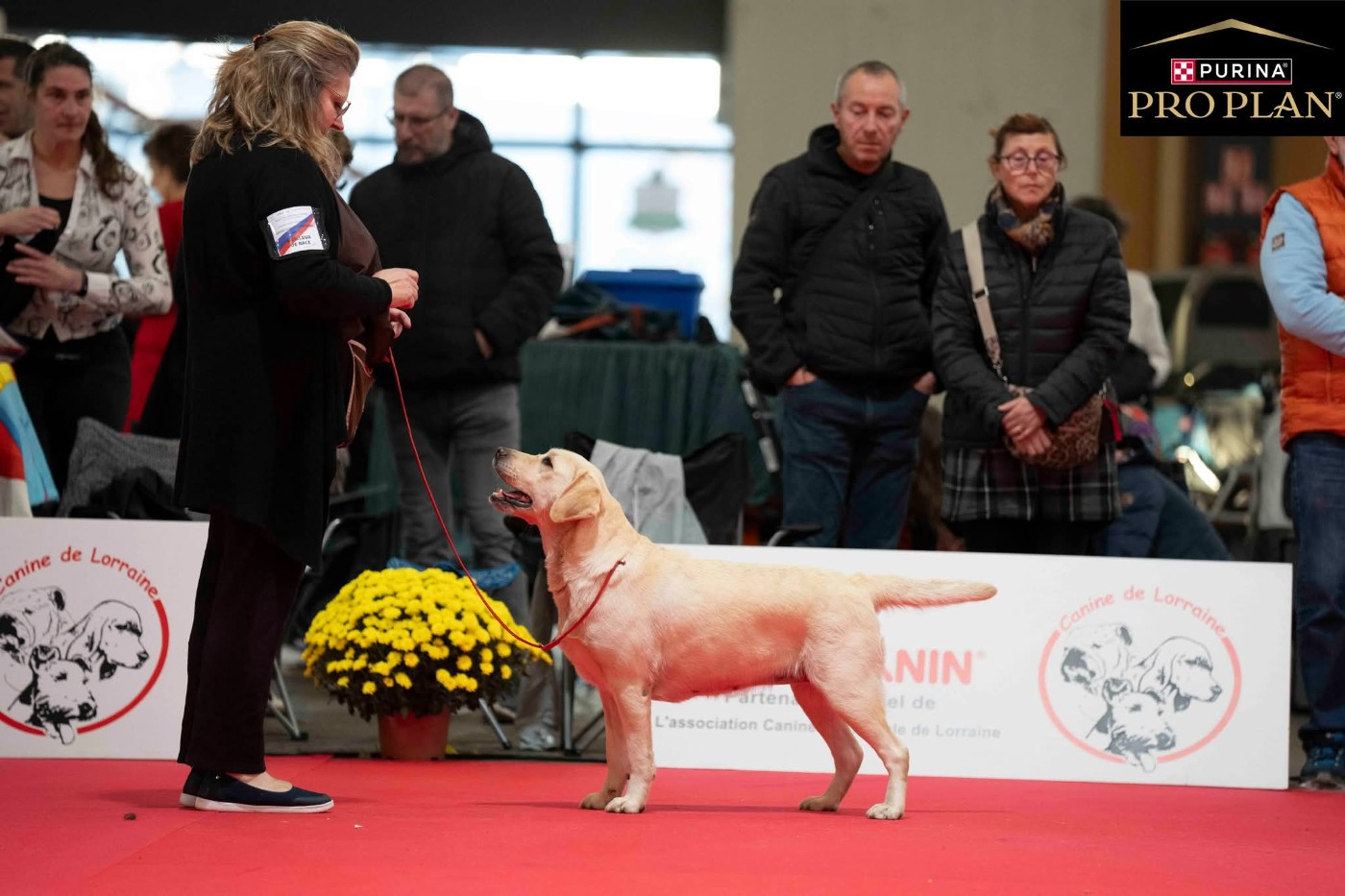 CH. Snowbell de La légende de la loutre - 1ère Excellent classe Champion Femelle - BOB