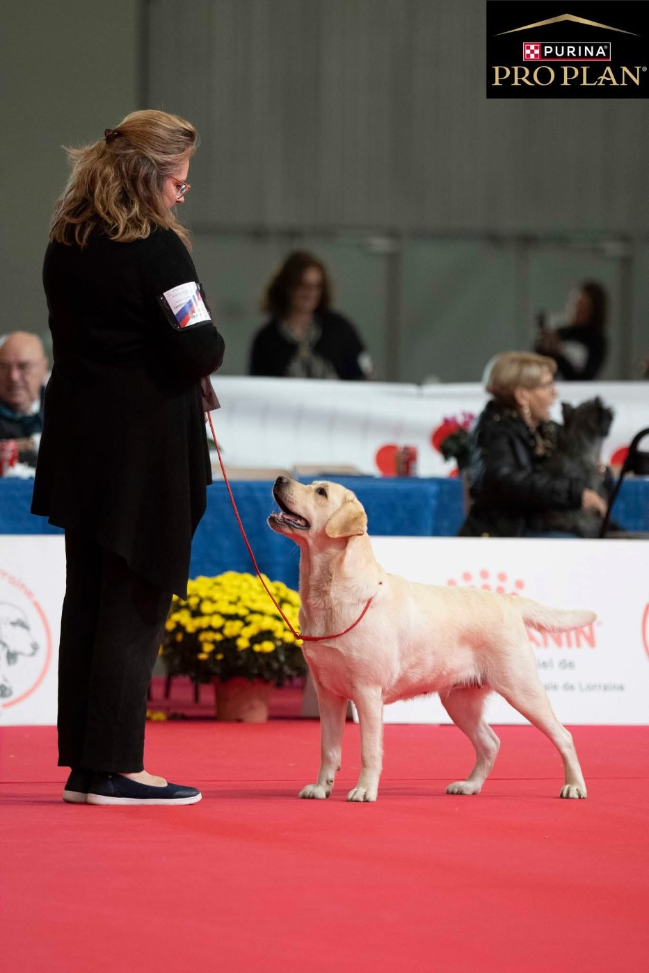 CH. Snowbell de La légende de la loutre - 1ère Excellent classe Champion Femelle - CACIB - BOB