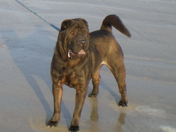 Publication : Manoir de kerlessy Auteur : Bollig