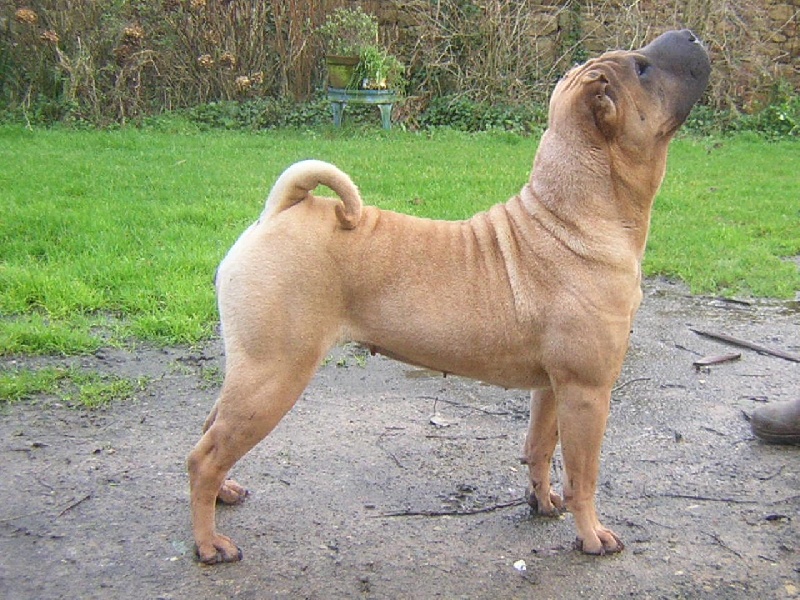 Publication : Manoir de kerlessy Auteur : bollig