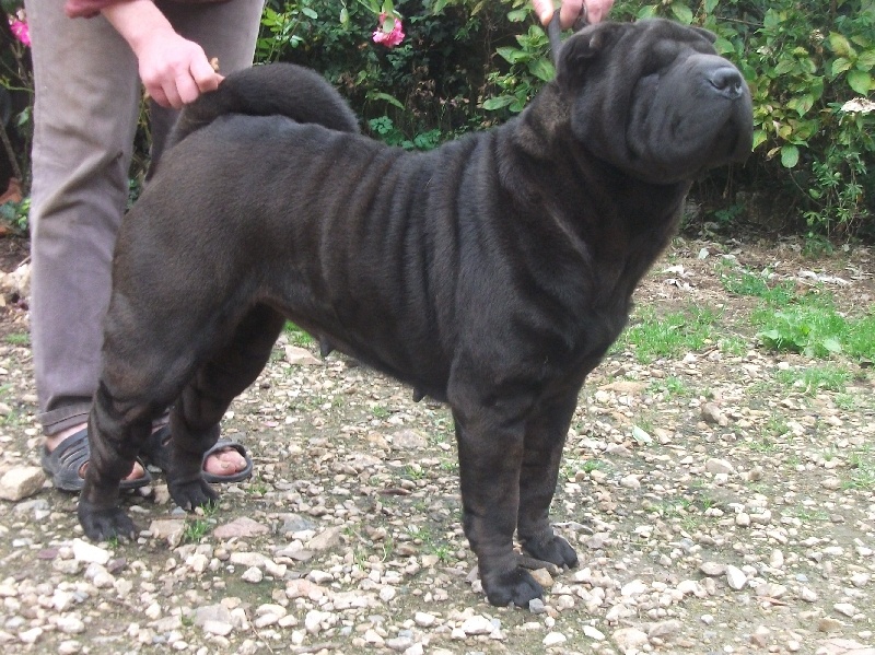 Publication : Manoir de kerlessy Auteur : Bollig