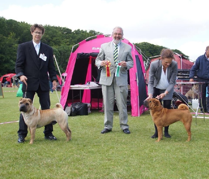 CH. I'mgood by j.w.for bach's Manoir de kerlessy - 1exc,CAC-J,qualif crufts,BOB