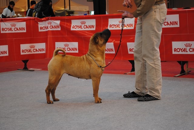 CH. Ballbraker Manoir de kerlessy - CACIB BOB