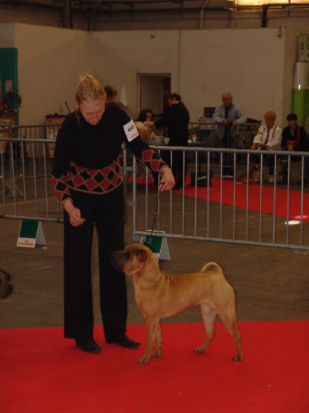 CH. Ballbraker Manoir de kerlessy - 2 EXC