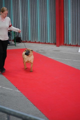 CH. Ballbraker Manoir de kerlessy - CACIB BOB