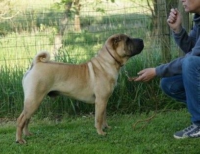 CH. I'mgood by j.w.for bach's Manoir de kerlessy - Excellent 1, CK, JUNIOR KLUB CAC,