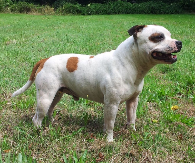 Staffanatic's Honor respect and loyalty