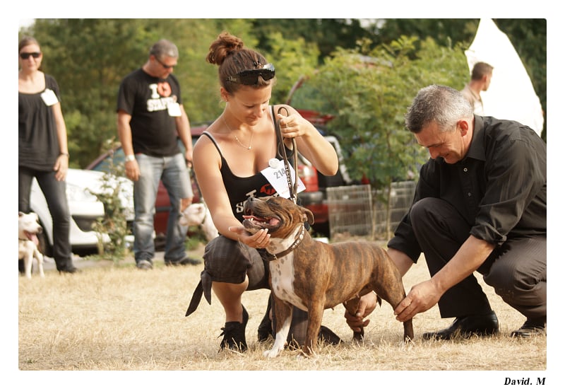 CH. Staffanatic's Bisou-bisou miss loola