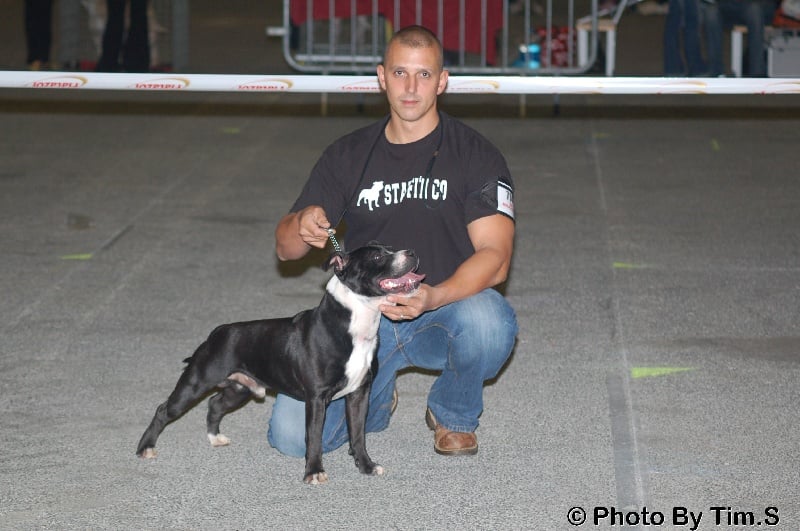 Staffanatic's Bruce lee