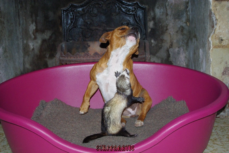 Staffanatic's Catch me if you can