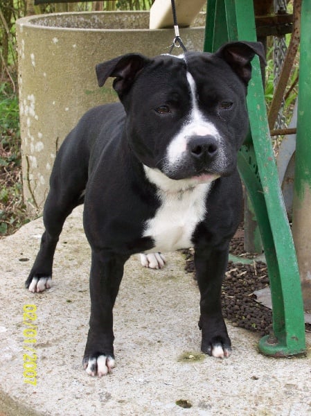 Staffanatic's Bruce lee