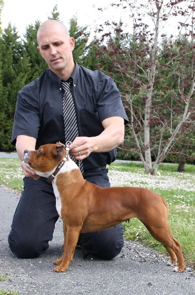 CH. Staffanatic's Caya little devil