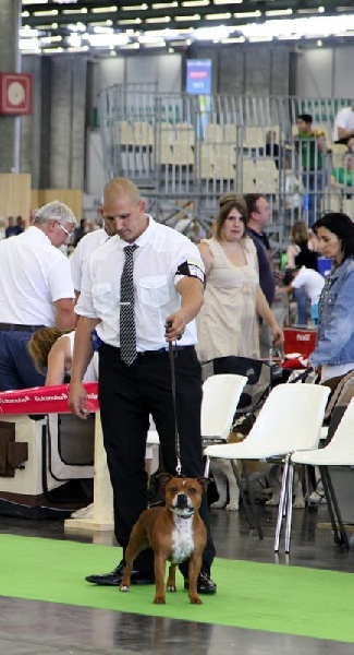 CH. Staffanatic's Caya little devil