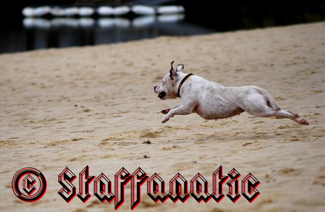Publication : Staffanatic's Auteur : staffanatic