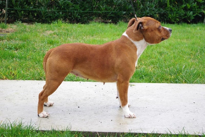 Staffanatic's Can't stop loving you