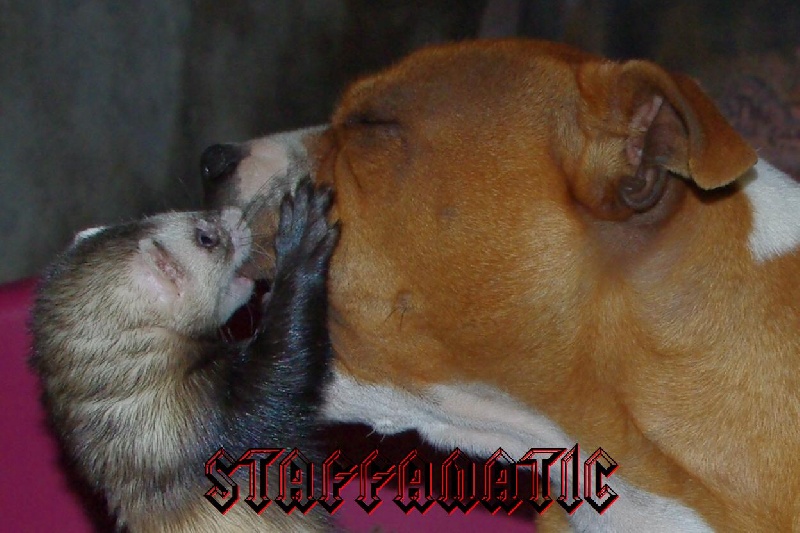 Staffanatic's Catch me if you can