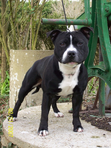 Staffanatic's Bruce lee