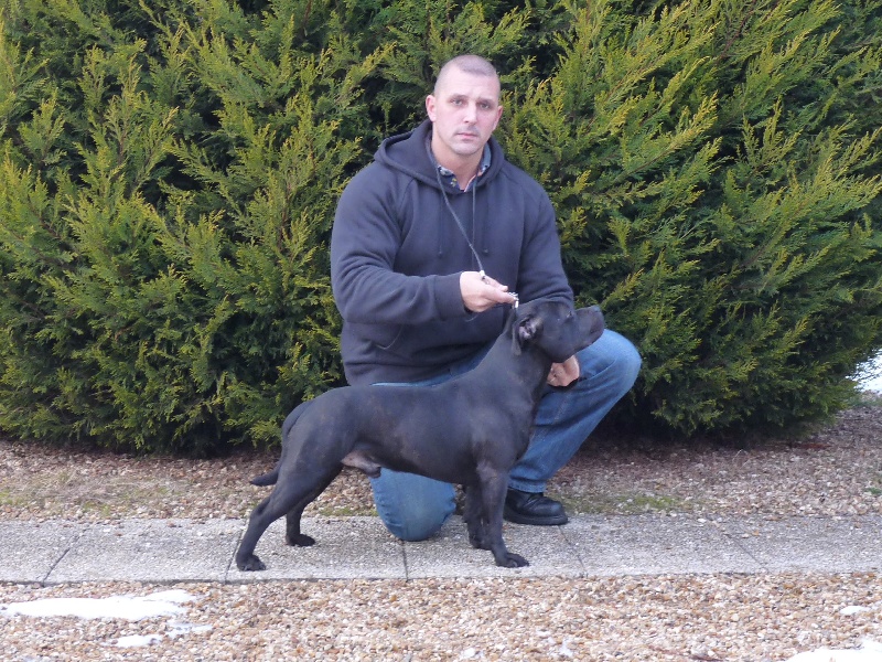 Staffanatic's Arnold scharzenegger