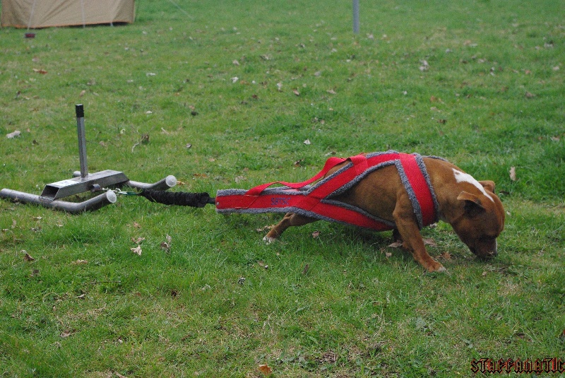 Staffanatic's Catch me if you can