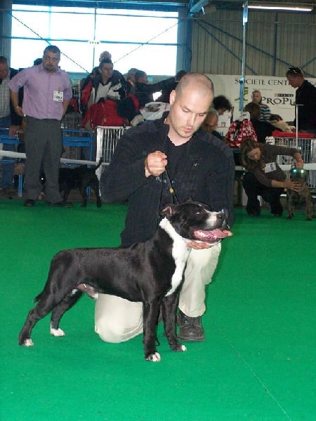 Staffanatic's Bruce lee