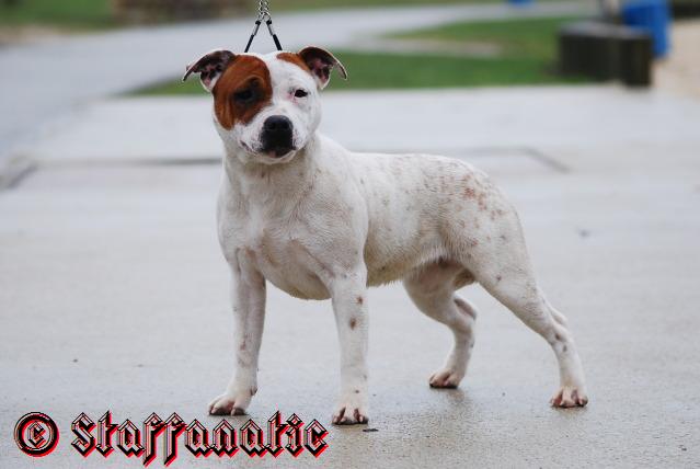 Staffanatic's Everlast