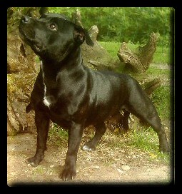 CH. Staffanatic's Shadow