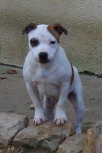 Staffanatic's Honor respect and loyalty